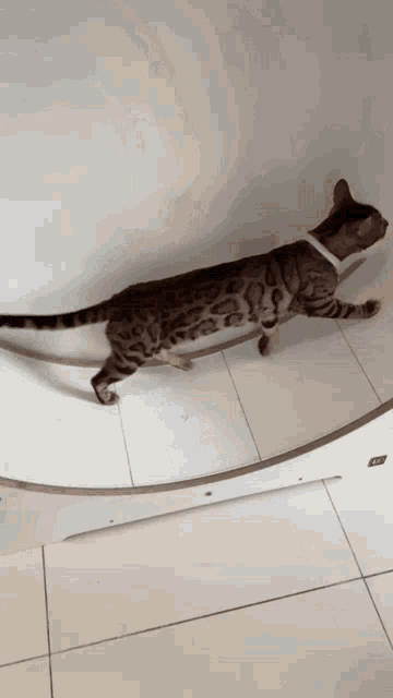 a cat wearing a white collar is walking on a white circular object