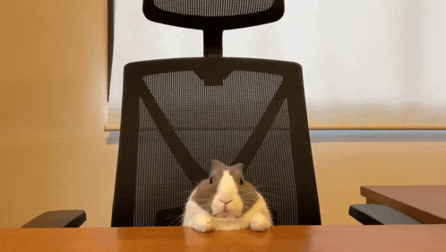 a gray and white rabbit is sitting at a desk in front of an office chair