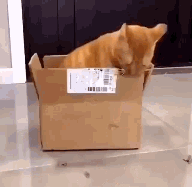 Cat Cat Eating Cardboard GIF - Cat Cat Eating Cardboard Cat Cardboard GIFs