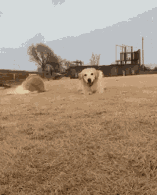 Dog Golden Retriever GIF - Dog Golden Retriever Smile GIFs