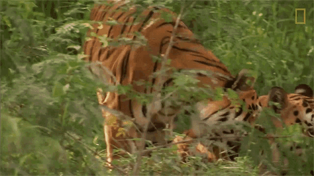 Tigers Rubbing Heads Global Tiger Day See Why These Cats Earned Their Stripes GIF - Tigers Rubbing Heads Global Tiger Day See Why These Cats Earned Their Stripes Nat Geo Wild GIFs