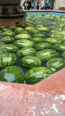 a bunch of watermelons are floating in a fountain .