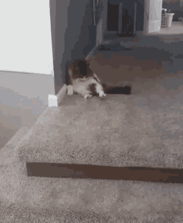Cleaning Bath GIF - Cleaning Bath Cats GIFs