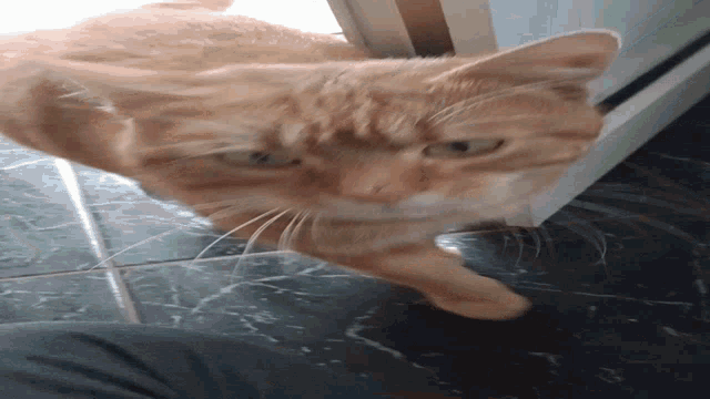 a close up of a cat 's face looking at the camera