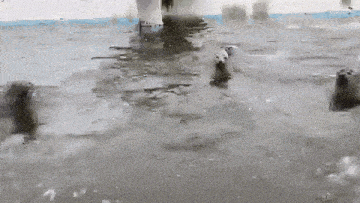 a polar bear is swimming in a pool of water .