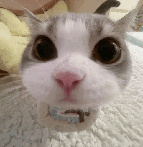 a close up of a cat 's face with big eyes