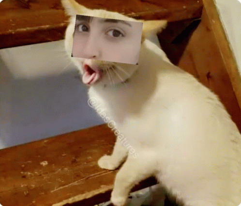 Lamacat GIF - Lamacat GIFs