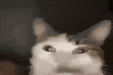 a close up of a cat looking at the camera