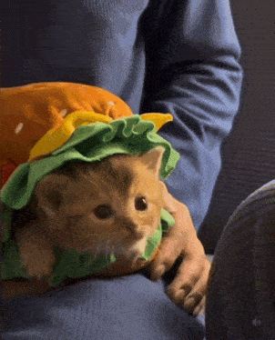 котик бутерброд бутербродик GIF - котик бутерброд бутербродик котик GIFs