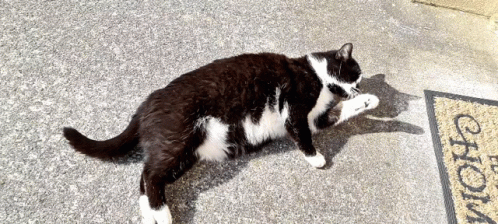 Stretch Rolling GIF - Stretch Rolling Cat GIFs