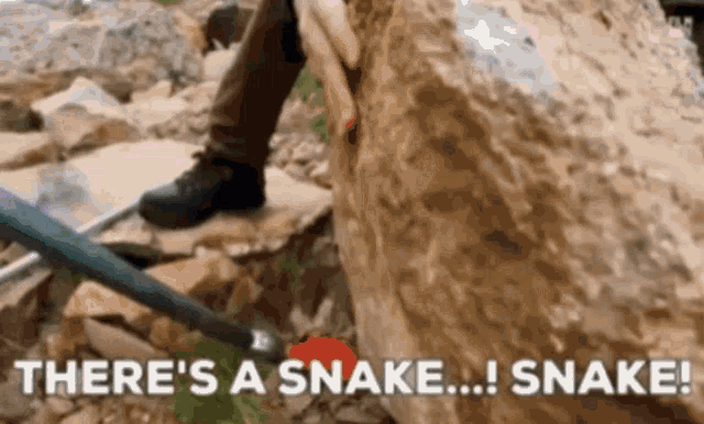 Living Zoology Herping GIF - Living Zoology Herping Herpetology GIFs