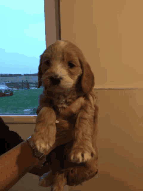 a person holding a small brown and white puppy