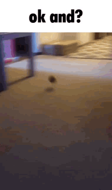 a picture of a dog walking on a carpet with the words ok and ? below it