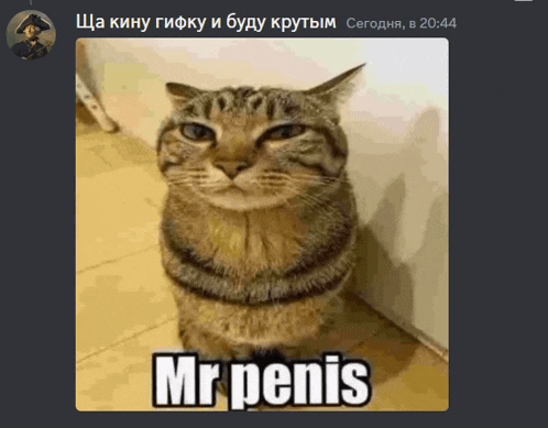 a picture of a cat that says mr penis on it