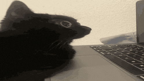 a black cat is looking up at a laptop screen