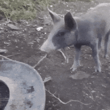 a pig is standing in the dirt next to a bucket