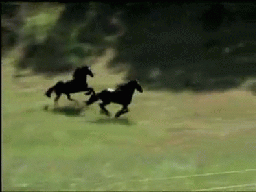 Wild Wild Horses GIF - Horses Running Field GIFs