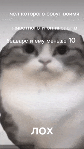 a picture of a cat with a caption that says лох