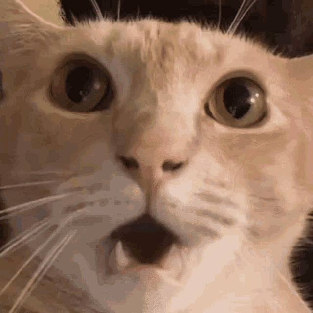 Yeniology Shocked Cat GIF - Yeniology Shocked Cat Gasp Cat GIFs