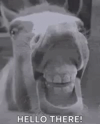Horse Teeth Hello There GIF - Horse Teeth Hello There Funny Animals GIFs