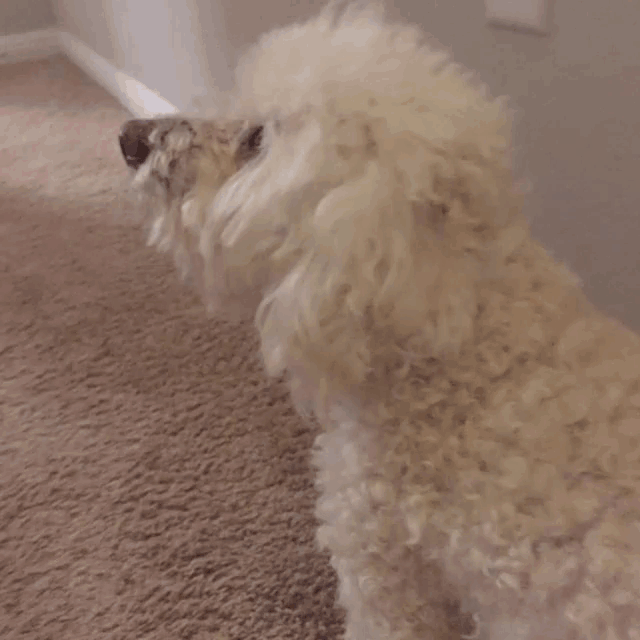 a close up of a dog with a stuffed animal in the background