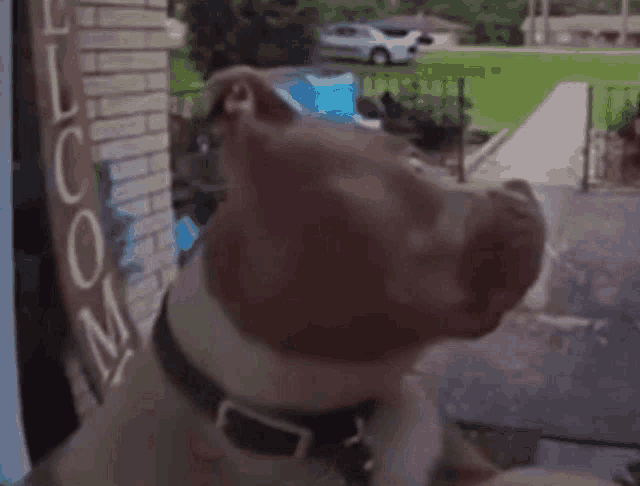 a dog looking out of a window with a welcome sign behind it