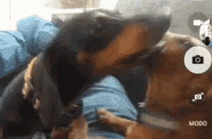 a dachshund is kissing another dachshund on a person 's leg .