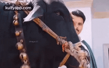 a man is standing next to a cow with bells around its neck .