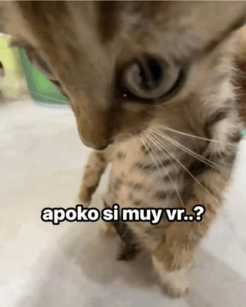 a close up of a cat 's face with the words apoko si muy vr .