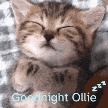 Goodnight Ollie Goodnight Cat GIF - Goodnight Ollie Goodnight Cat Cat Sleep GIFs