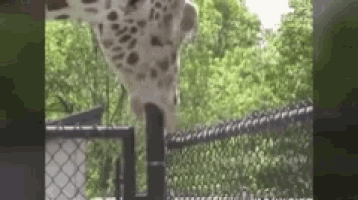 a giraffe is sticking its head through a fence in a zoo enclosure .