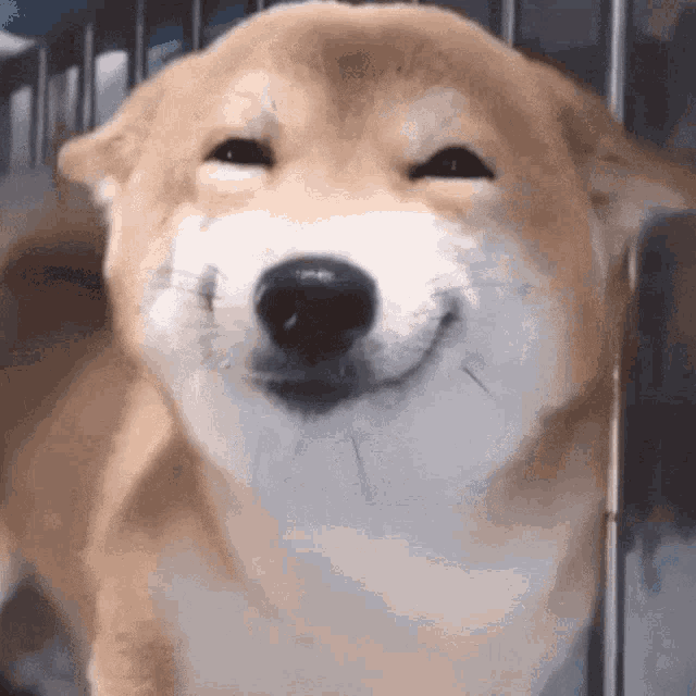 Smiling Dog GIF - Smiling Dog GIFs