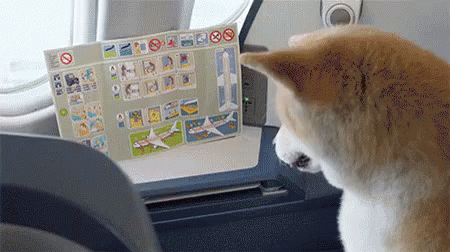 Doge Flying GIF - Doge Excited Flight GIFs
