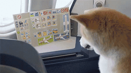 a dog is looking at a sticker on an airplane that says no smoking