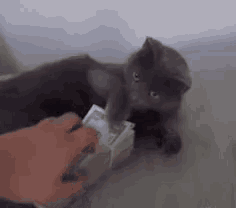 a person is putting money in a box next to a cat .
