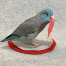 a blue and gray bird is standing on a red circle with a red leaf in its beak .