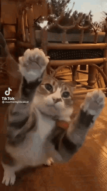 a cat is laying on its back with its paws in the air and a tik tok video of it