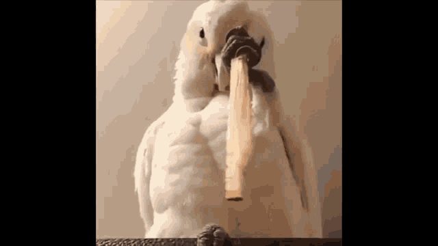 a white parrot with a stick in its beak