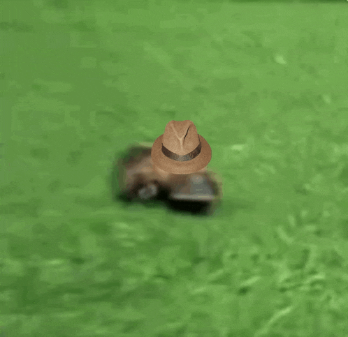 Platypus Perry GIF - Platypus Perry Perry The Platypus GIFs