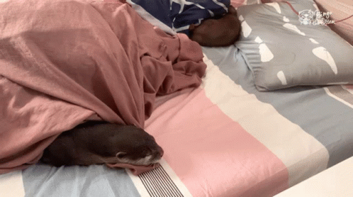 Wake Up Otter GIF - Wake Up Otter Yawn GIFs