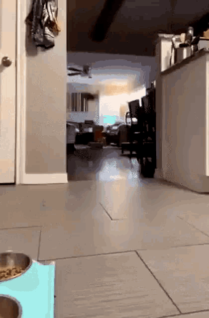 a dog is walking through a living room next to a dog bowl .