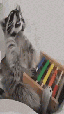 C'On Man! Lets Get The Band Back Together! GIF - Funny Animals Raccoon Coon GIFs