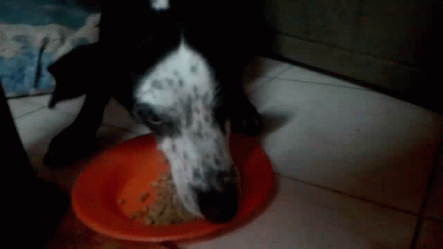 Dog Eating GIF - Dog Eating Food GIFs