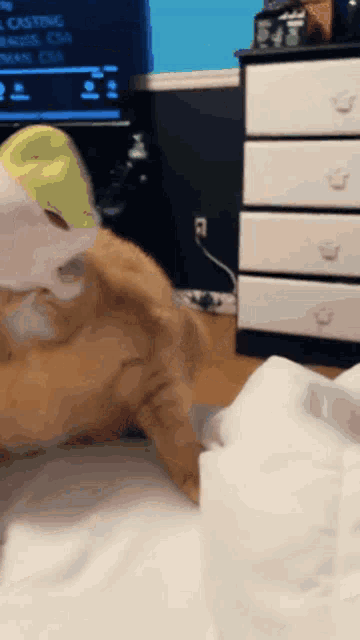 a cat is laying on a bed in front of a tv that says ' casting ' on it