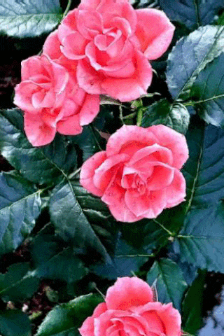 a bunch of pink roses with green leaves on a bush .