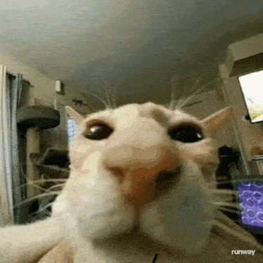 a close up of a cat 's face with runway written on the bottom right corner