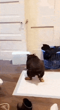 a dog is standing on its hind legs on a diaper in a room .
