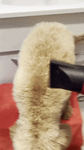 a furry animal being blow dried by a hair dryer