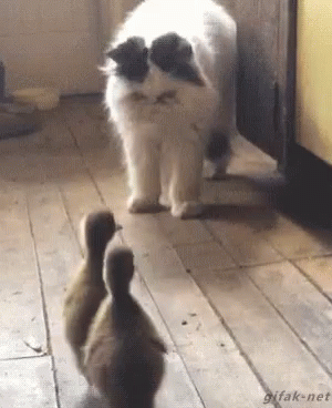 Cat Ducks GIF - Cat Ducks Cat Being Chased By Ducks GIFs