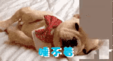 a dog wearing a red bow tie is laying on its back